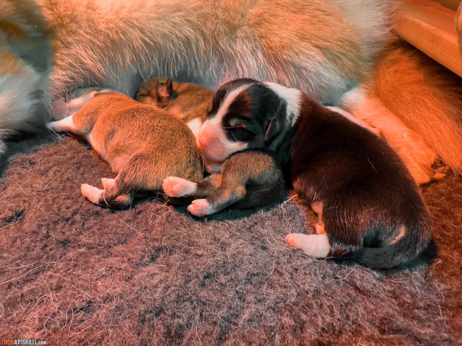 Litter I - Eevee & Qiwi