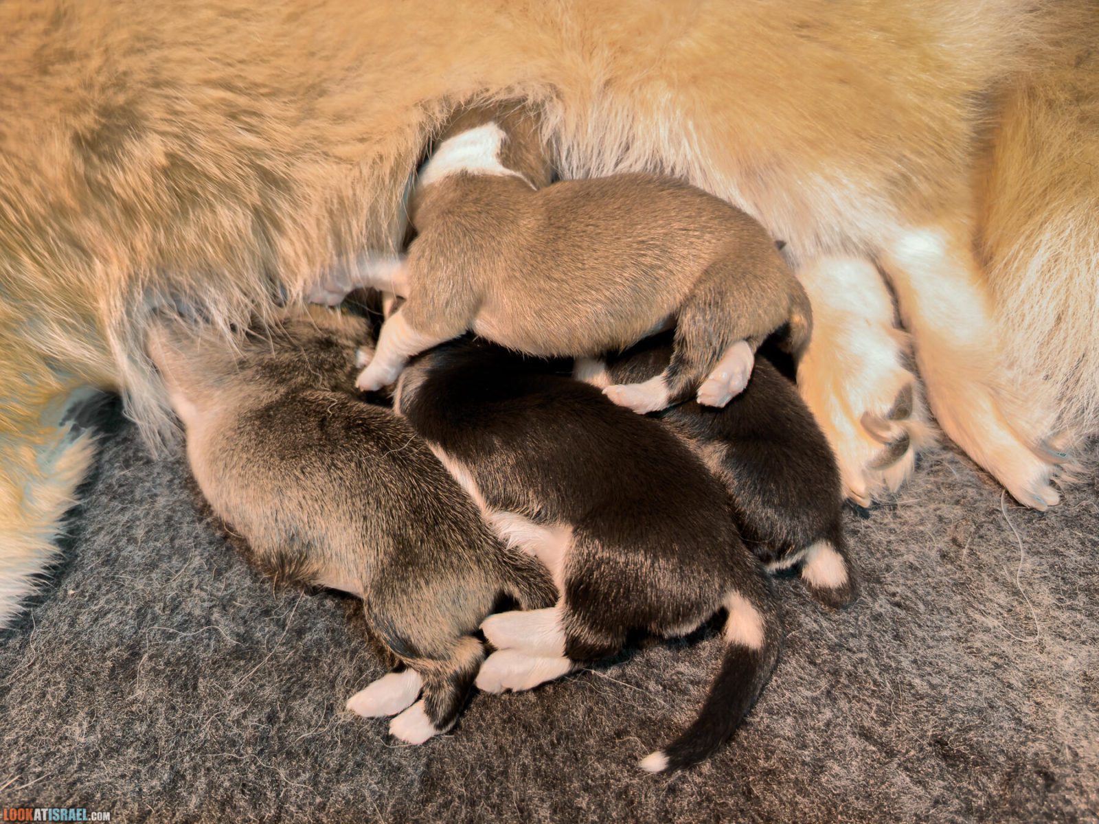 Litter I - Eevee & Qiwi