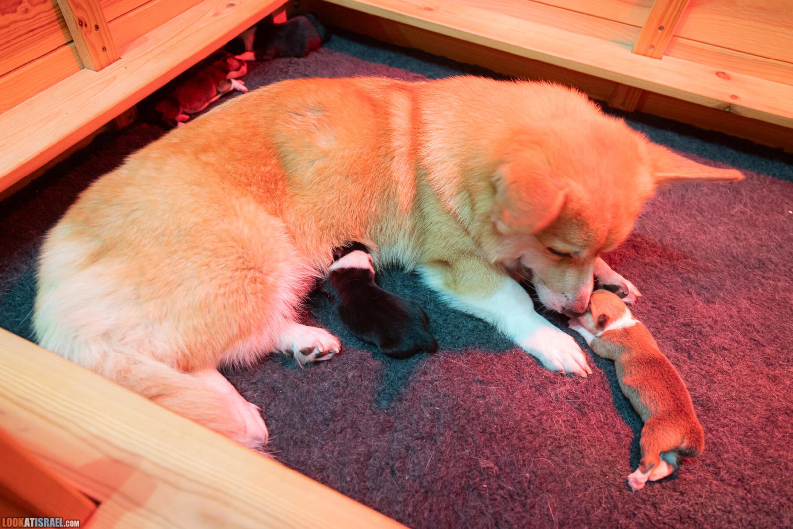 Litter I - Eevee & Qiwi