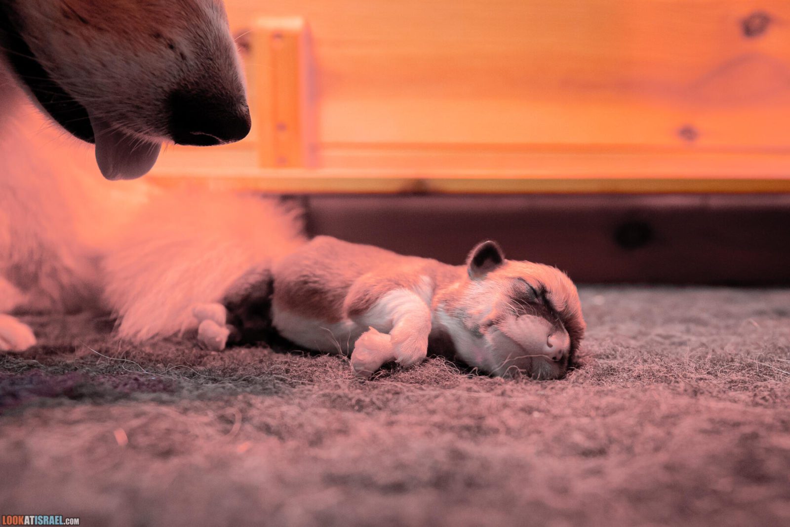 Litter I - Eevee & Qiwi