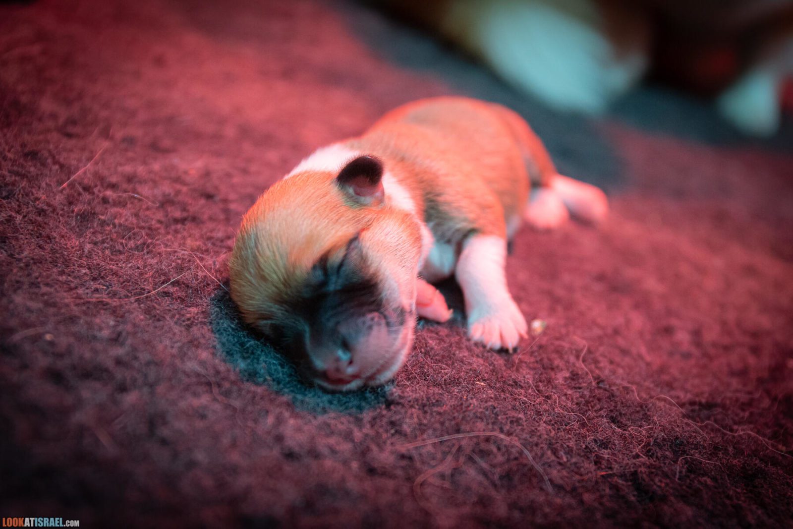 Litter I - Eevee & Qiwi