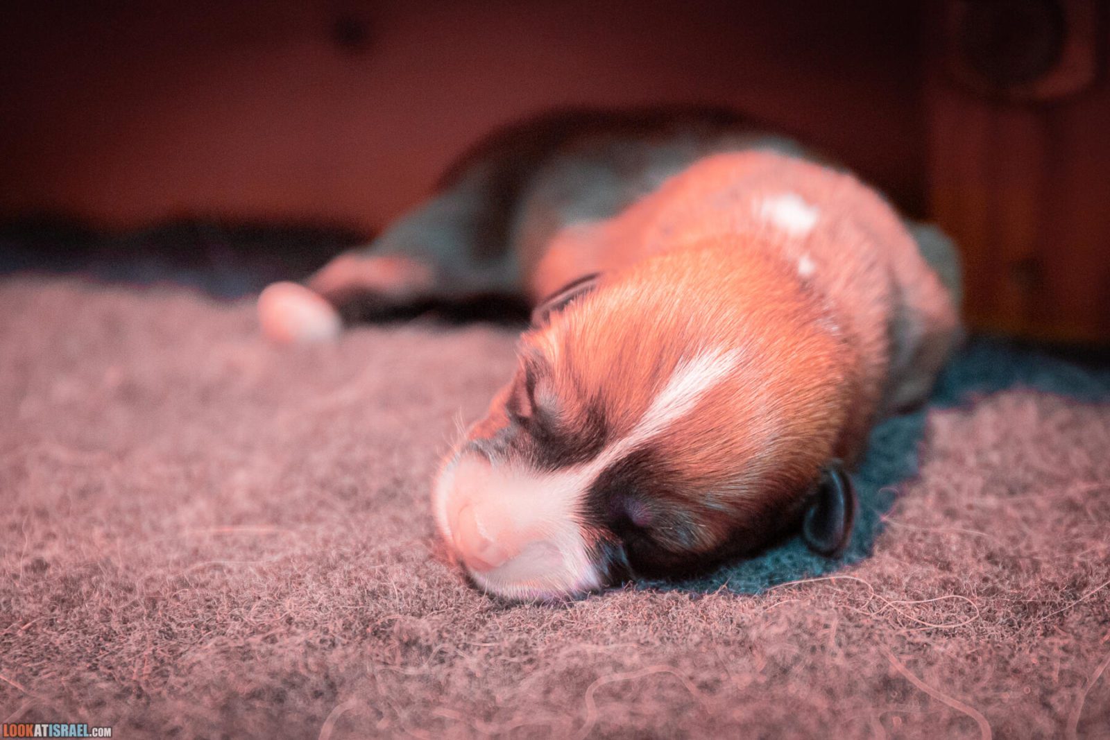 Litter I - Eevee & Qiwi