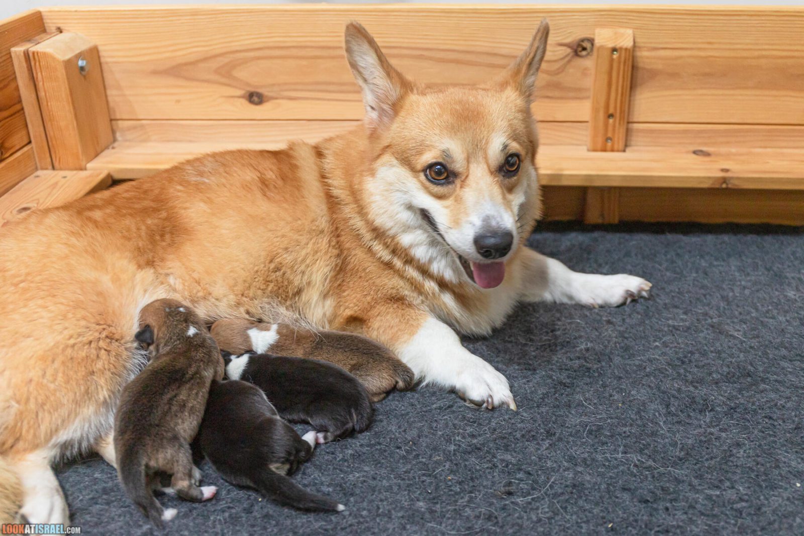 Litter I - Eevee & Qiwi