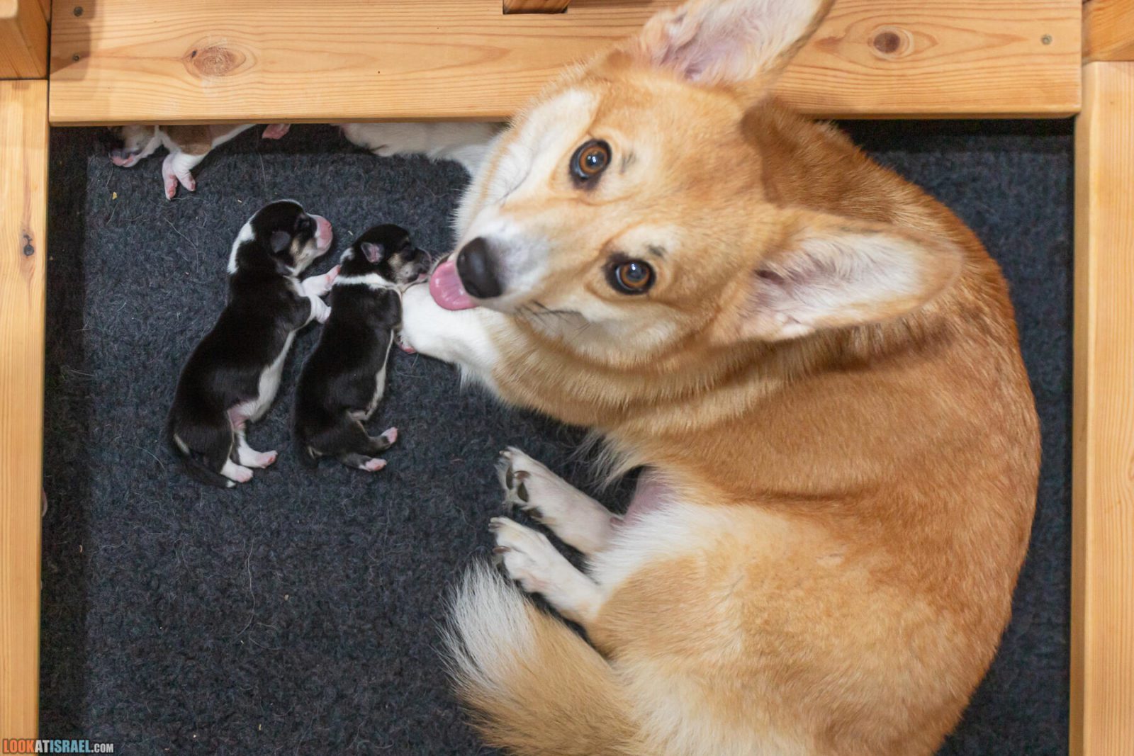Litter I - Eevee & Qiwi