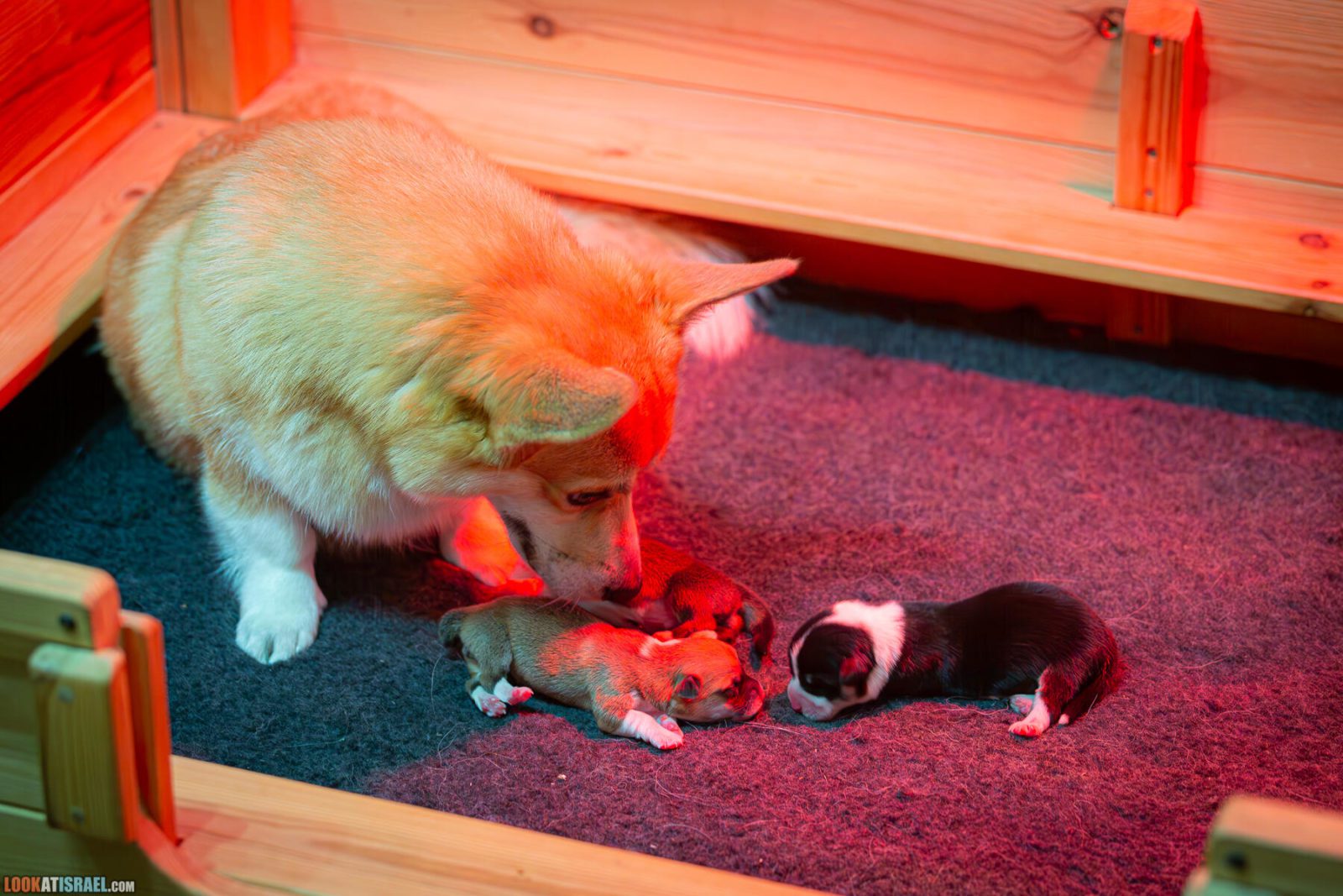 Litter I - Eevee & Qiwi